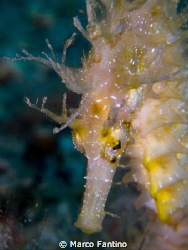 Happy seahorse.
Canon G12, UCL165, 2 x D2000 by Marco Fantino 